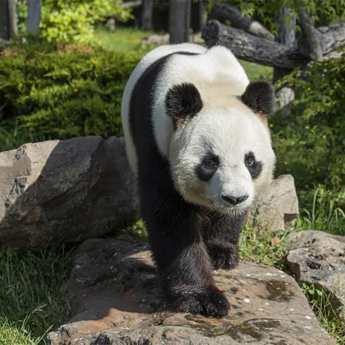DEUX bébés panda sont nés le 2 août 2021