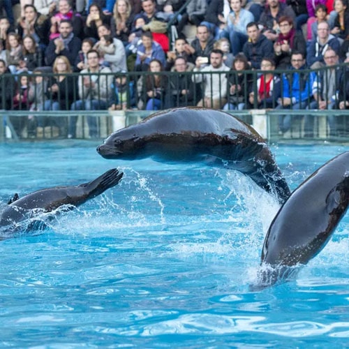 Le spectacle des otaries de Beauval